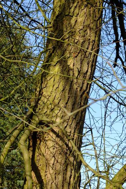 February close-up photo