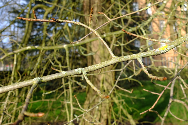February close-up photo