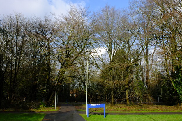 January tree photo