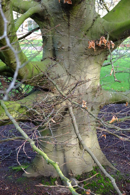 February close-up photo