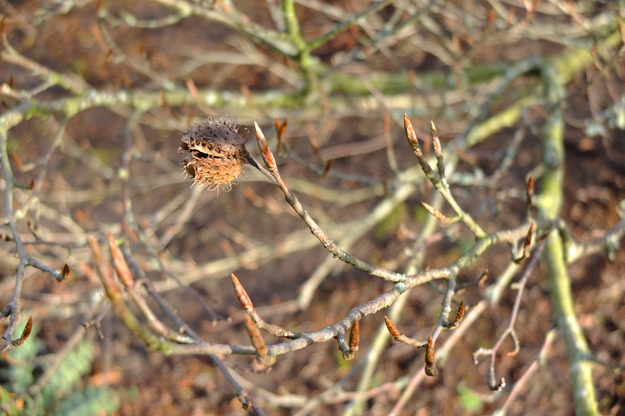 February close-up photo