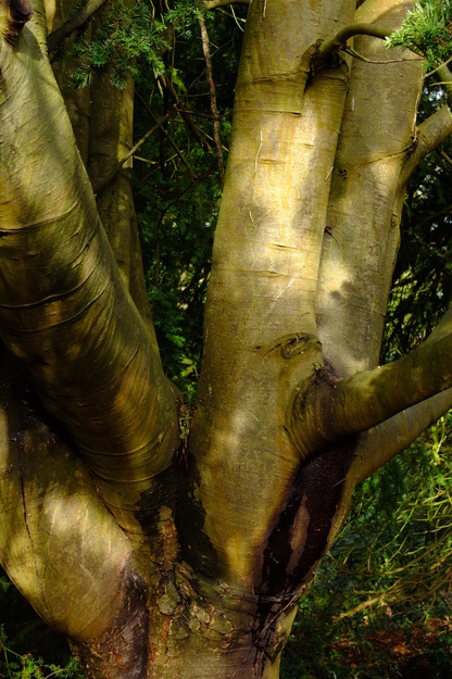 January close-up photo