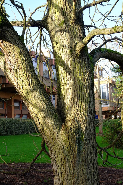 February close-up photo