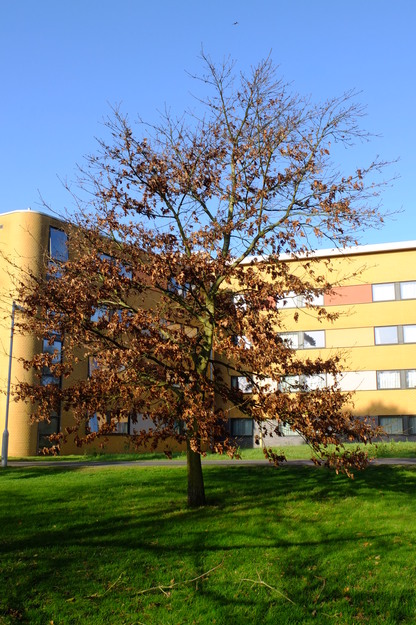 February tree photo