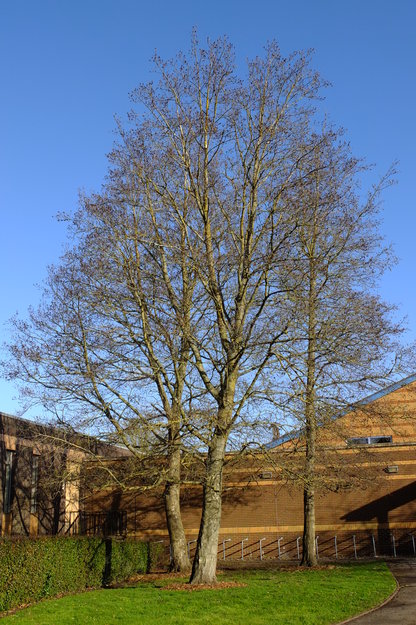 February tree photo