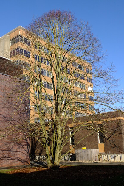 February tree photo