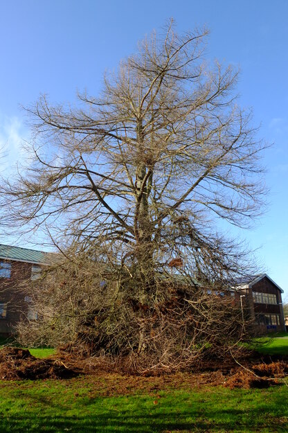 February tree photo