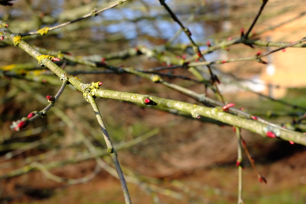 February close-up photo