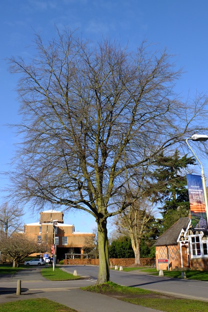 February tree photo