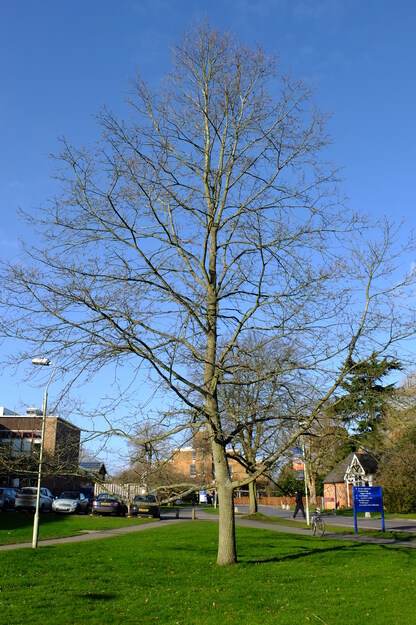February tree photo
