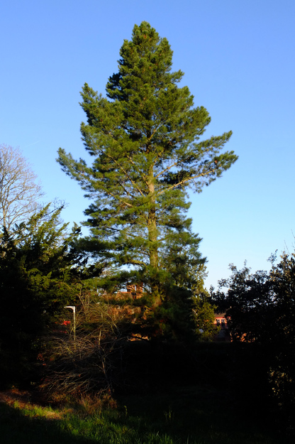Upper Redlands Road tree photo