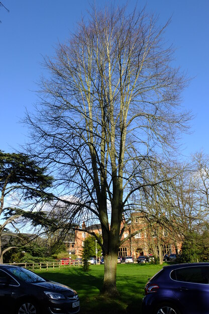 February tree photo
