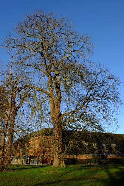 February tree photo