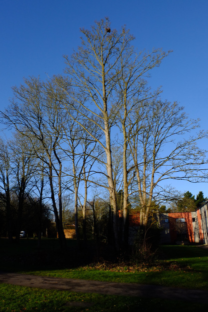 February tree photo