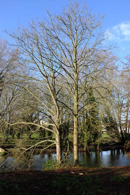 February tree photo