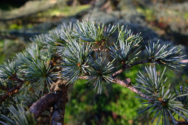 February close-up photo