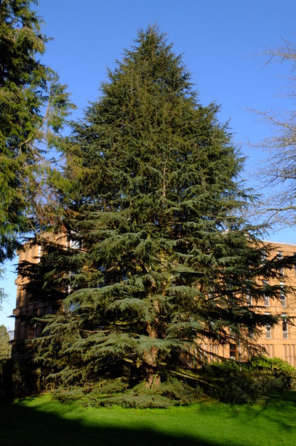 Whiteknights Quad tree photo