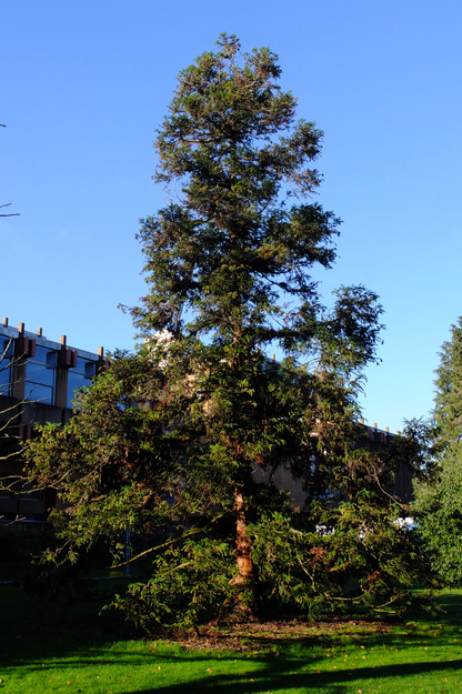 Photo of Cryptomeria japonica