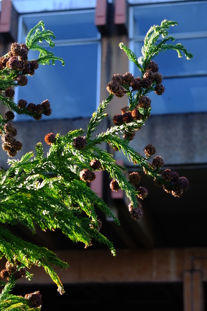 February close-up photo