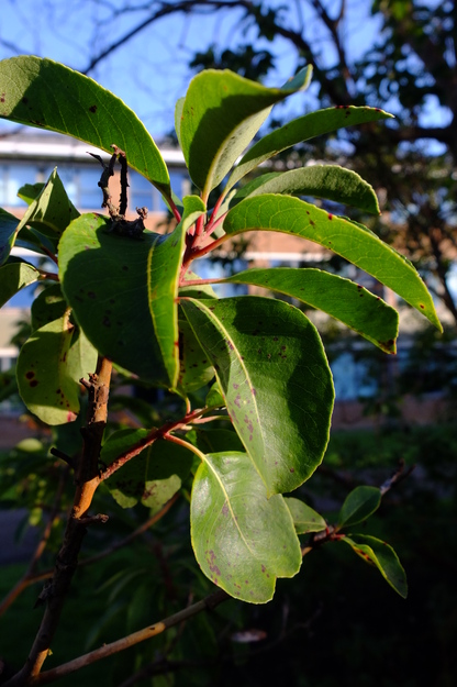 February close-up photo