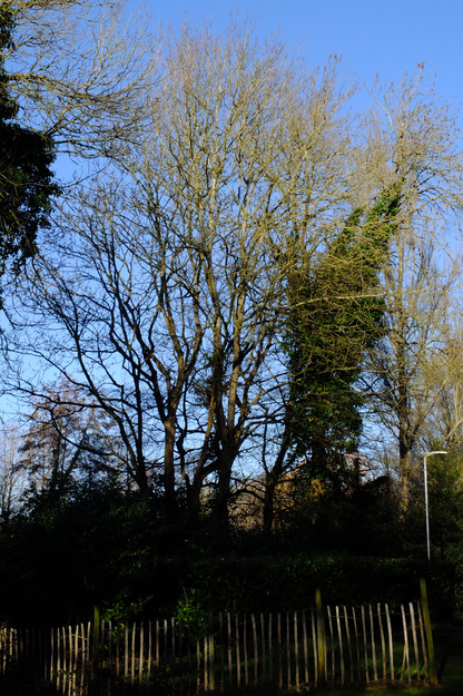 February tree photo