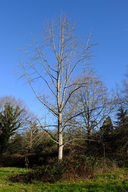 February tree photo