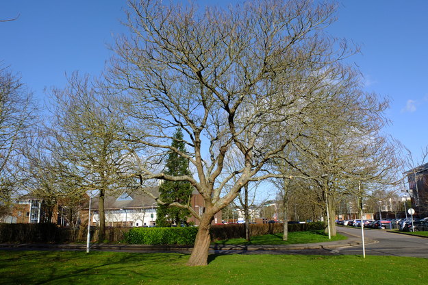 February tree photo
