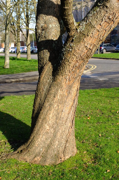 February close-up photo