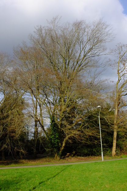 February tree photo