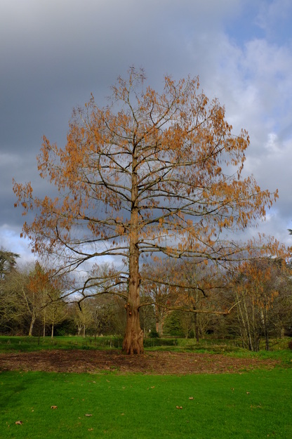 February tree photo