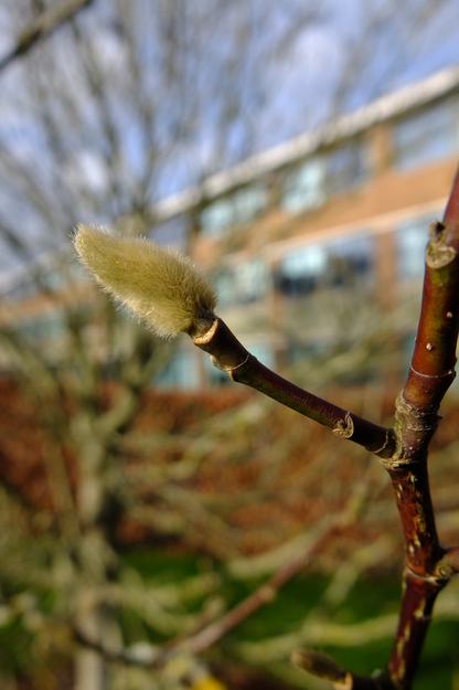 February close-up photo