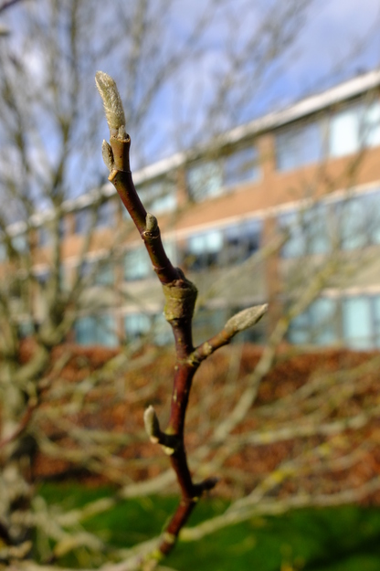 February close-up photo