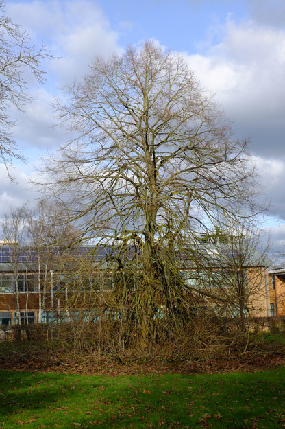 February tree photo