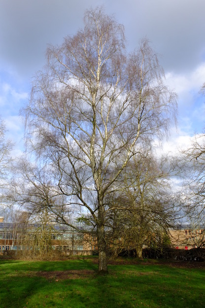 February tree photo
