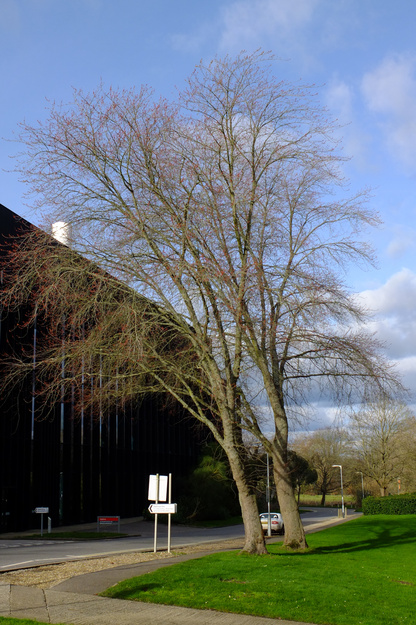 February tree photo