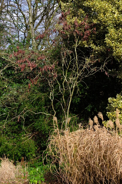 February tree photo