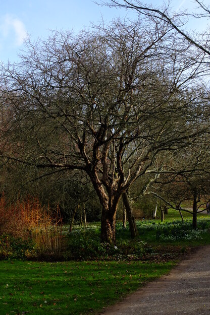 February tree photo