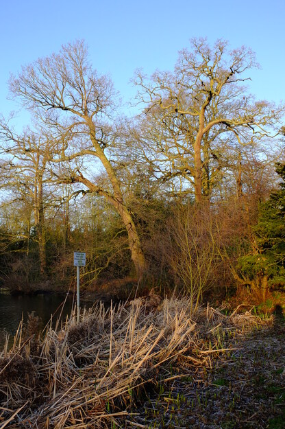 February tree photo
