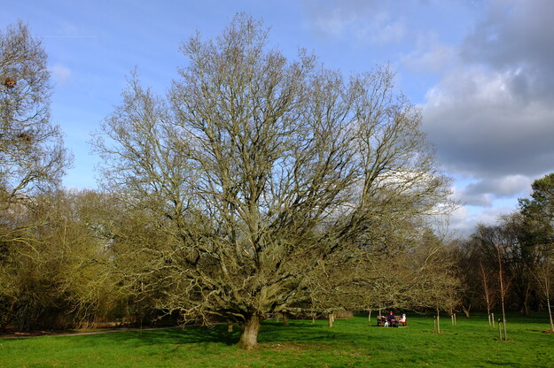 February tree photo