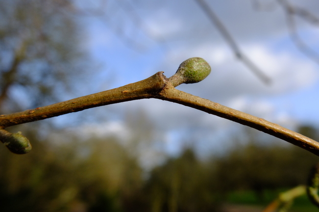 February close-up photo