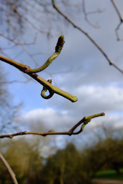February close-up photo