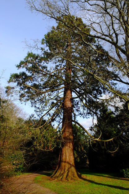 Photo of Sequoiadendron giganteum