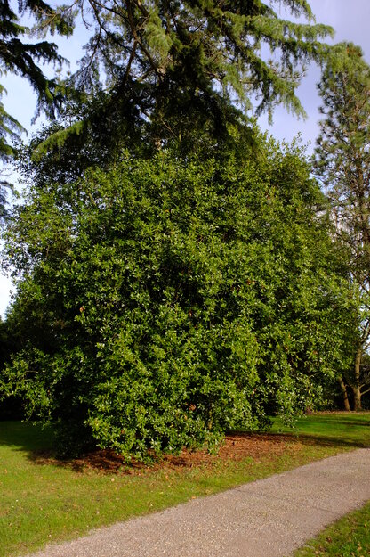 Harris Garden tree photo