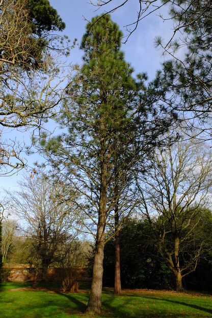Harris Garden tree photo