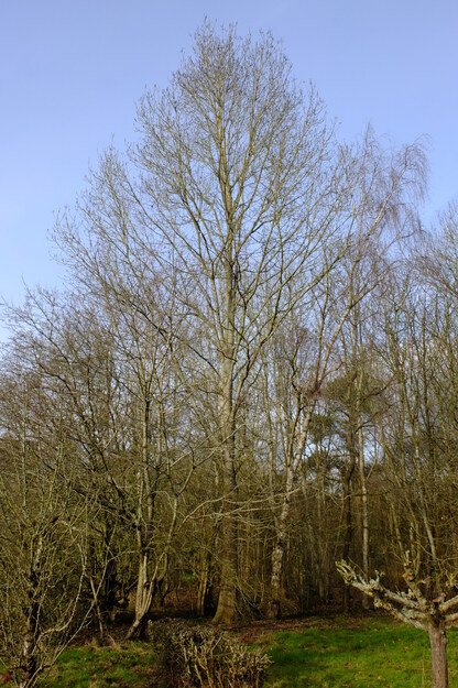 February tree photo