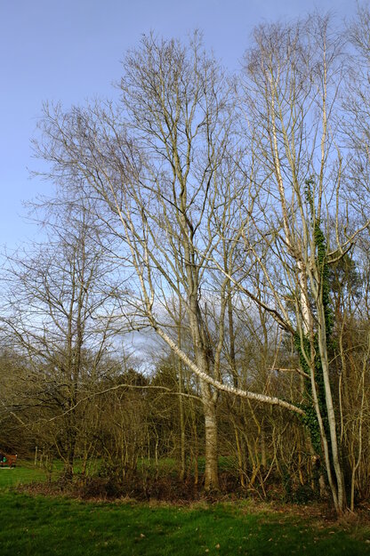 February tree photo