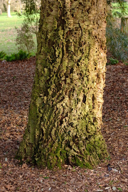 February close-up photo