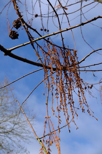 February close-up photo