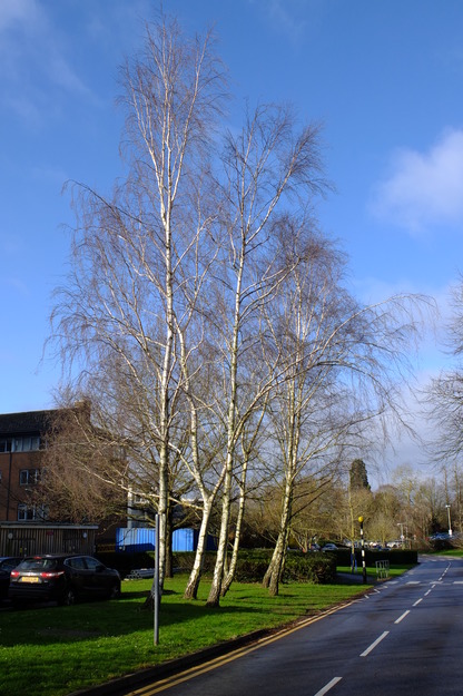 February tree photo