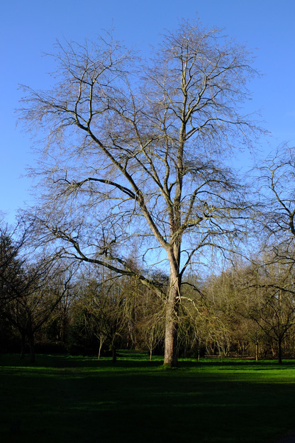 February tree photo
